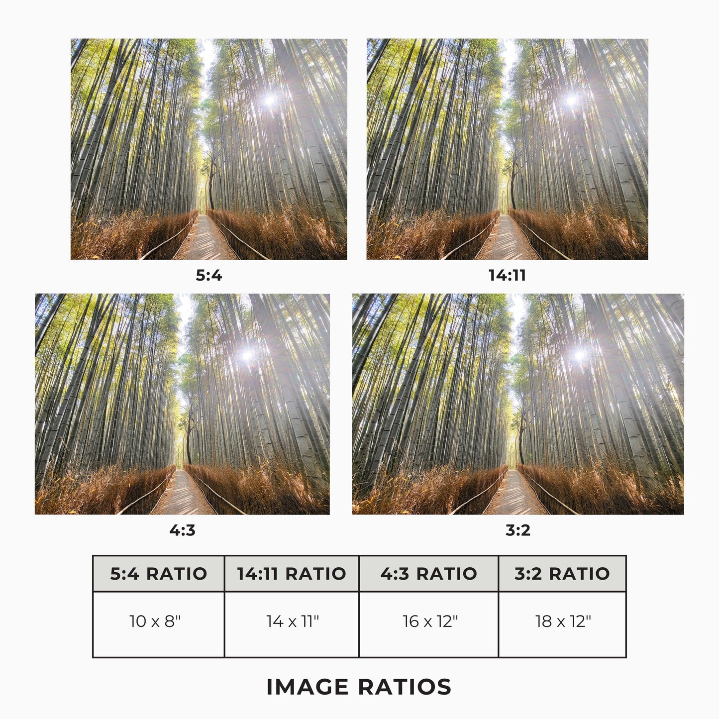 Path of the Bamboo Light