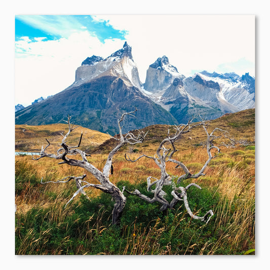 Roots Of Patagonia