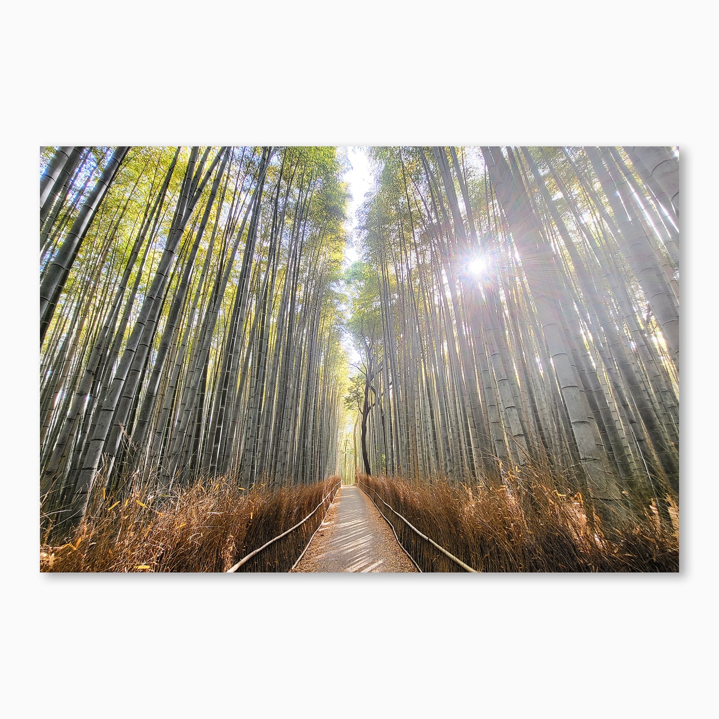 Path of the Bamboo Light