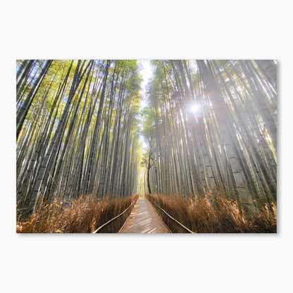 Path of the Bamboo Light