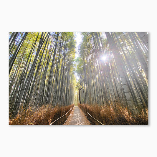 Path of the Bamboo Light