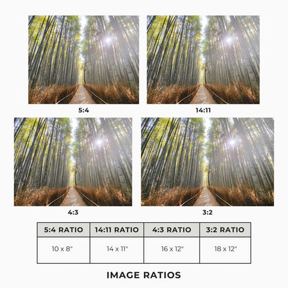 Path of the Bamboo Light