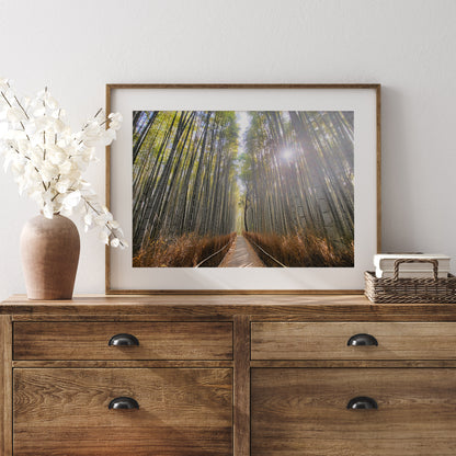 Path of the Bamboo Light