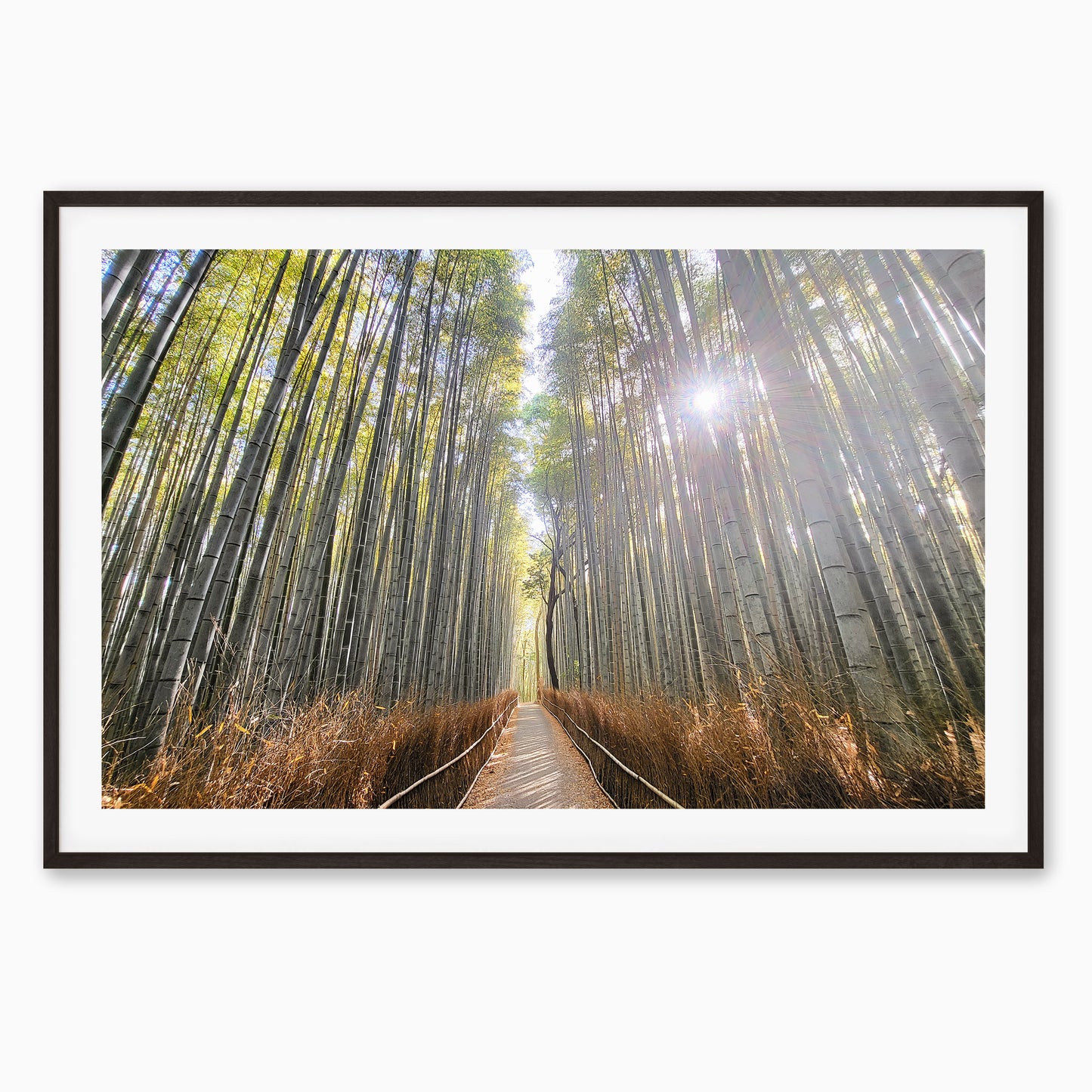 Path of the Bamboo Light