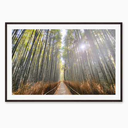 Path of the Bamboo Light