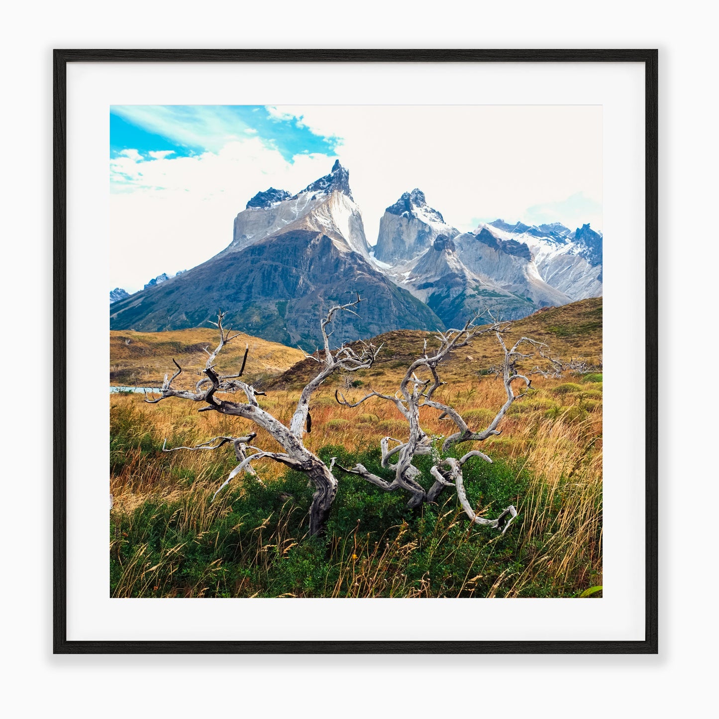 Roots Of Patagonia