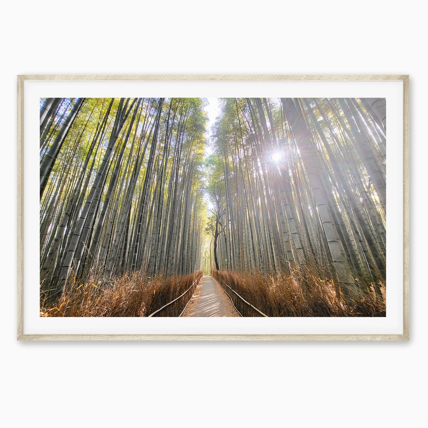 Path of the Bamboo Light