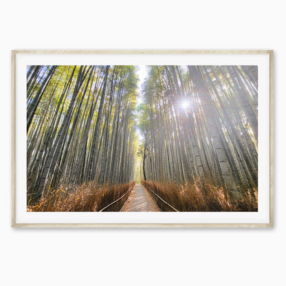 Path of the Bamboo Light
