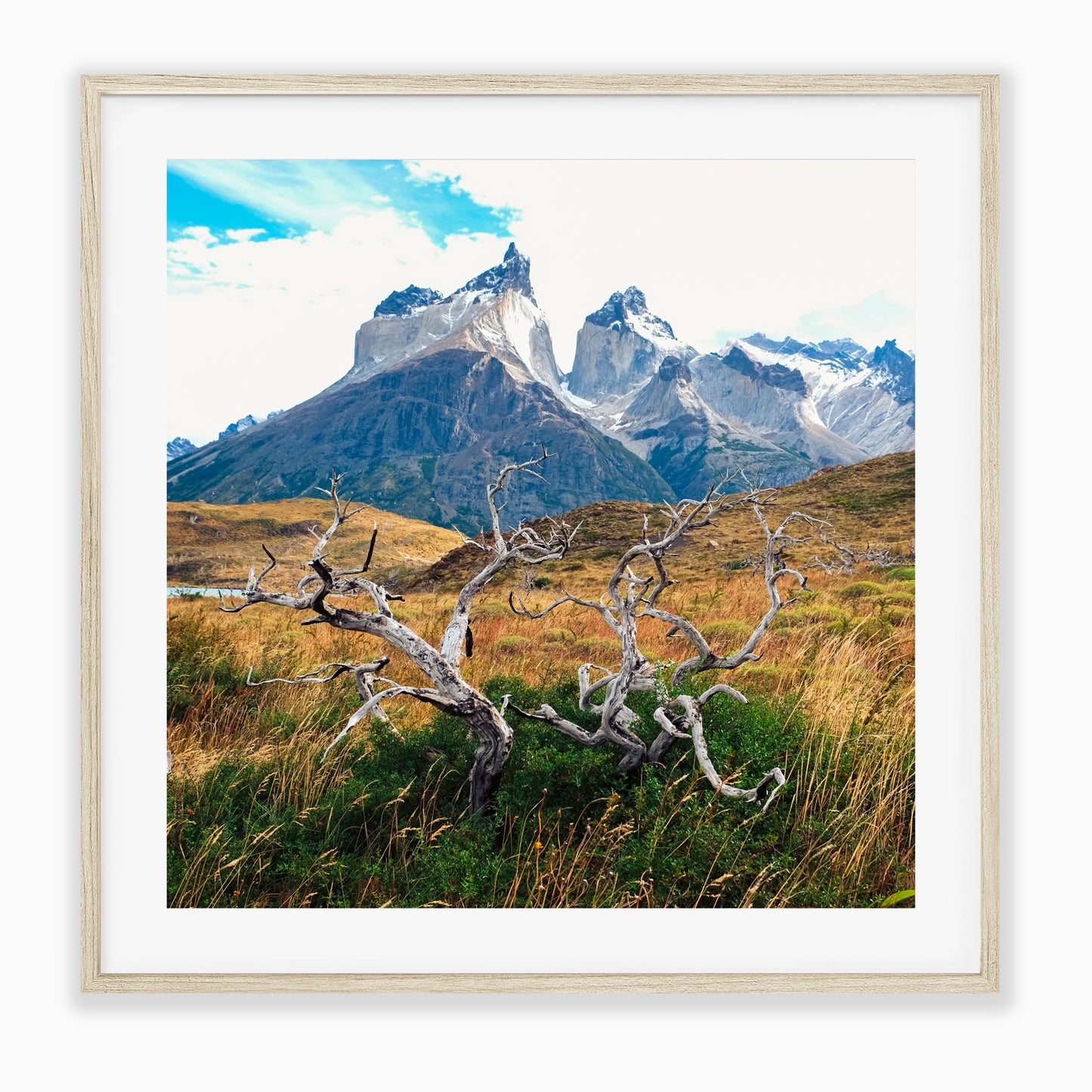 Roots Of Patagonia
