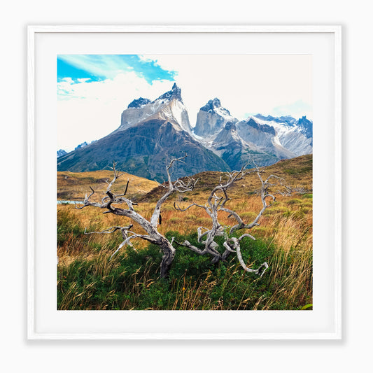 Roots Of Patagonia