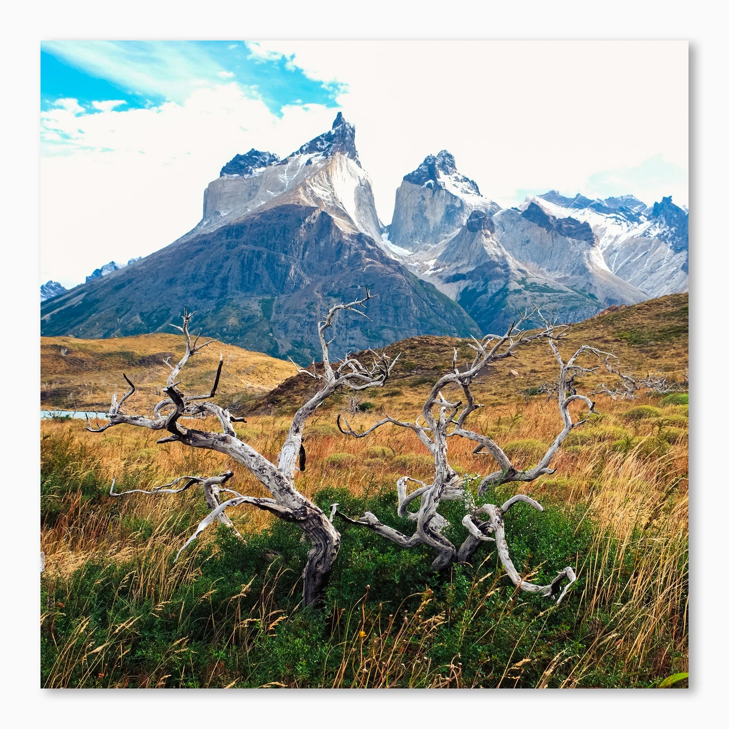 Roots Of Patagonia