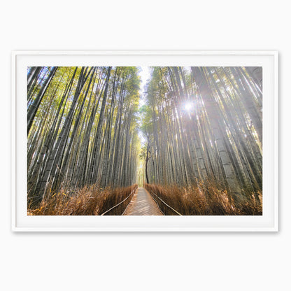 Path of the Bamboo Light