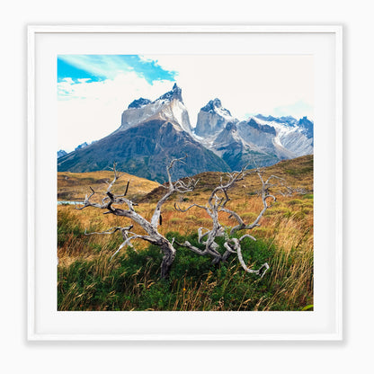 Roots Of Patagonia